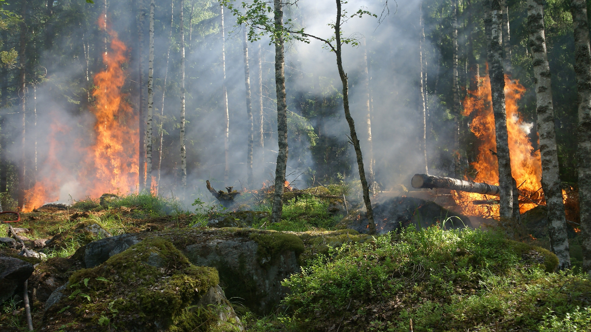 El mundo en llamas: El costo ambiental de los incendios forestales