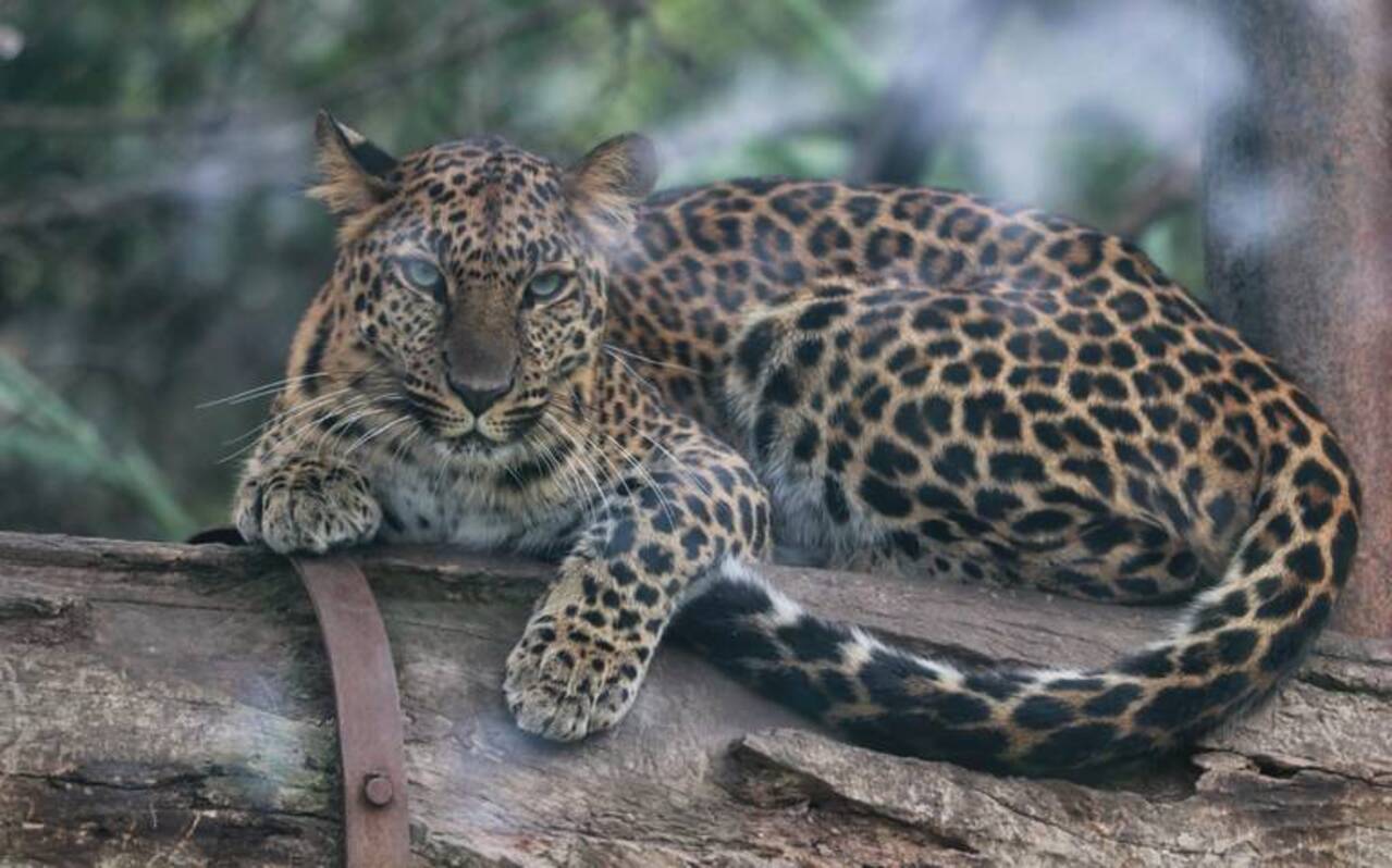 Los jaguares son el misterioso felino que forma parte la una riqueza de La Huacana, Michoacán