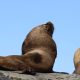 San Rafaelito, la guardería de lobos marinos en Baja California Sur