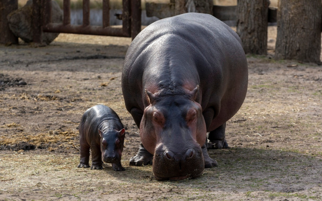 Los hipopótamos de Pablo Escobar llegarían a zoológicos de México para evitar que sean sacrificados