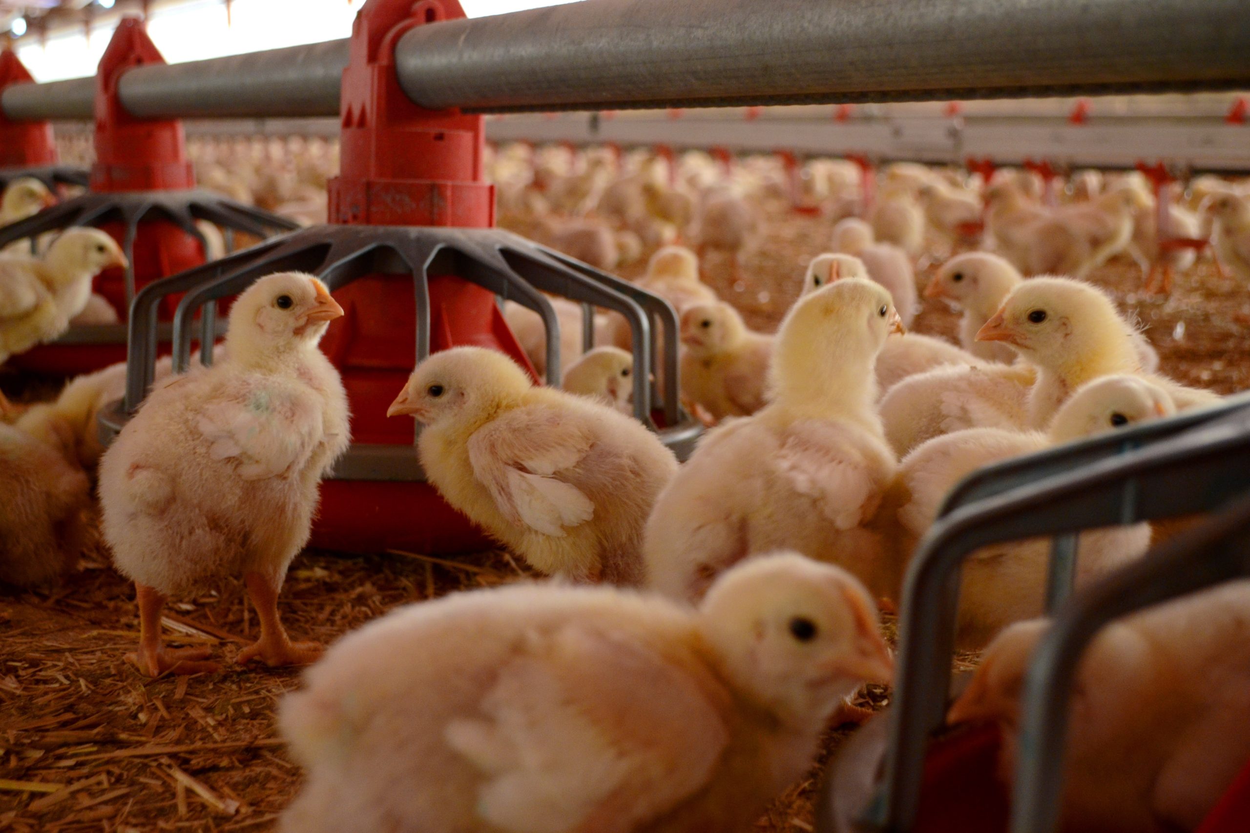 Levantan la cuarentena por la influenza a la producción avícola de Aguascalientes
