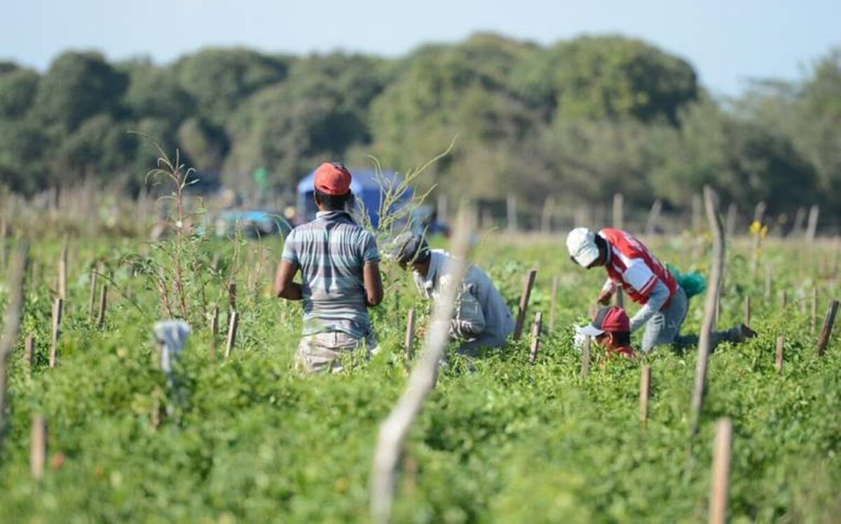 Los campos agrícolas deben dotar de vivienda a jornaleros migrantes: Teresa Guerra