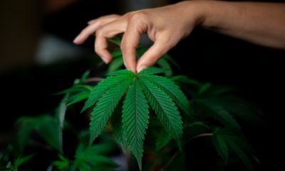 El cáñamo industrial derivado del cannabis no representa un riesgo para la salud y la seguridad: Asociaciones cannábicas