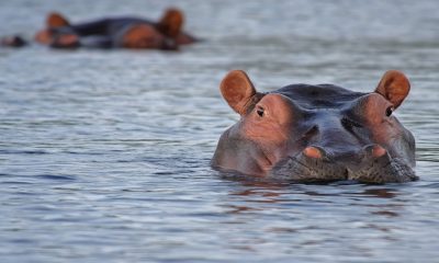 La asociación mexicana AZCARN y Colombia siguen trabajando para poner a salvo a los hipopótamos de Pablo Escobar