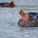 La asociación mexicana AZCARN y Colombia siguen trabajando para poner a salvo a los hipopótamos de Pablo Escobar