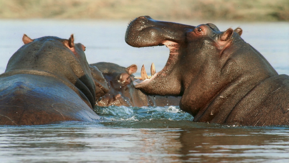 Buscan reubicar a 133 hipopótamos que eran de Pablo Escobar para que no sean sacrificados