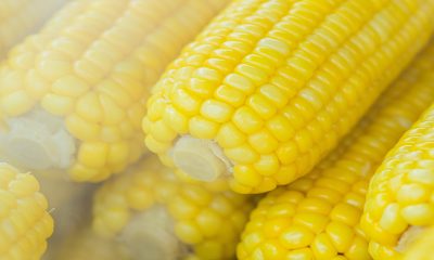 Senadores del PRI piden a Agricultura y Hacienda evitar que prohibición de maíz transgénico afecte el precio de la tortilla 