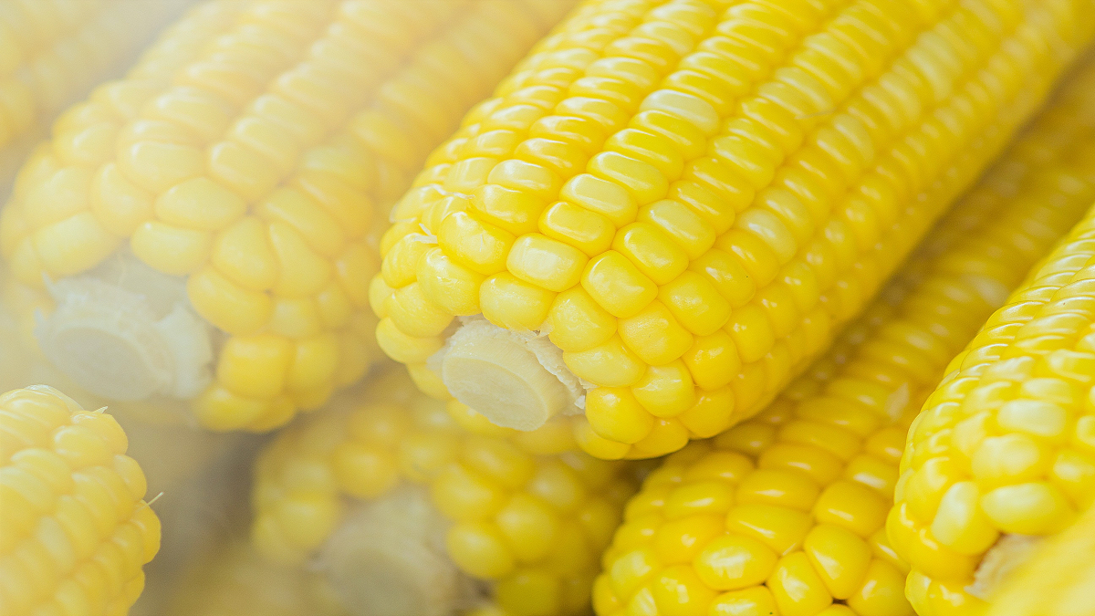 La prohibición de maíz transgénico no debe afectar el precio de la tortilla: PRI