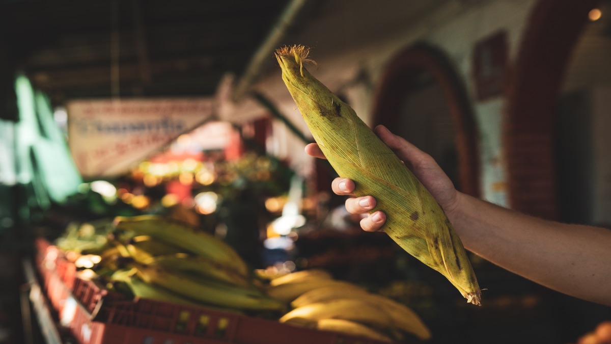 La Secretaría de Economía trabaja para preservar que la tortilla sea elaborada con maíz nativo y no transgénico