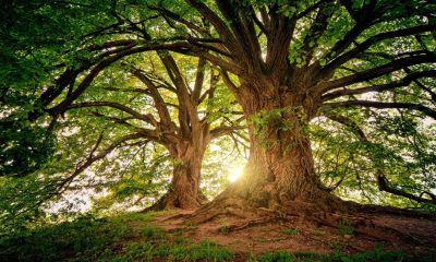 Los pulmones del planeta: La poesía también salva los bosques