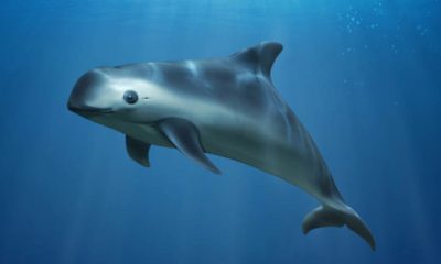 La sanción del CITES a México argumentando que no protege a la vaquita marina es desproporcionada: Nancy Sánchez