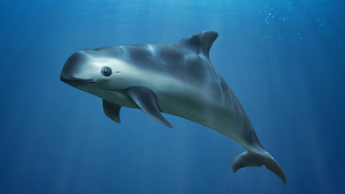 Morena advierte que la sanción del CITES no protege a la vaquita marina