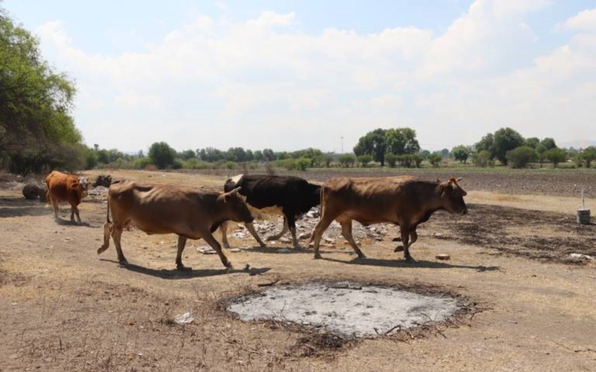 La comunidad queretana de Tunamanza remata su ganado por estragos de la sequía