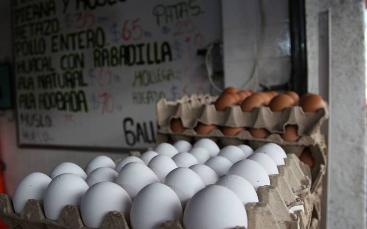 El huevo orgánico es una oportunidad de negocio para las comunidades rurales veracruzanas