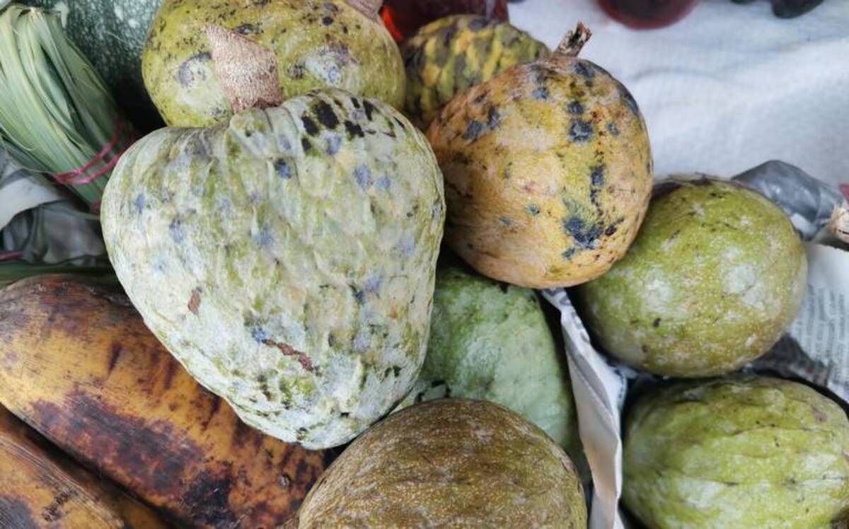 ¿Has probado la fruta exótica anona que se da en el norte de Veracruz?