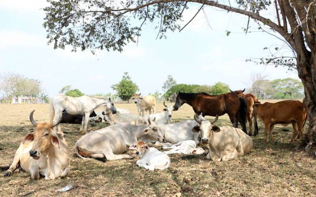 Los días del ganado en el norte de Veracruz están contados por la sequía