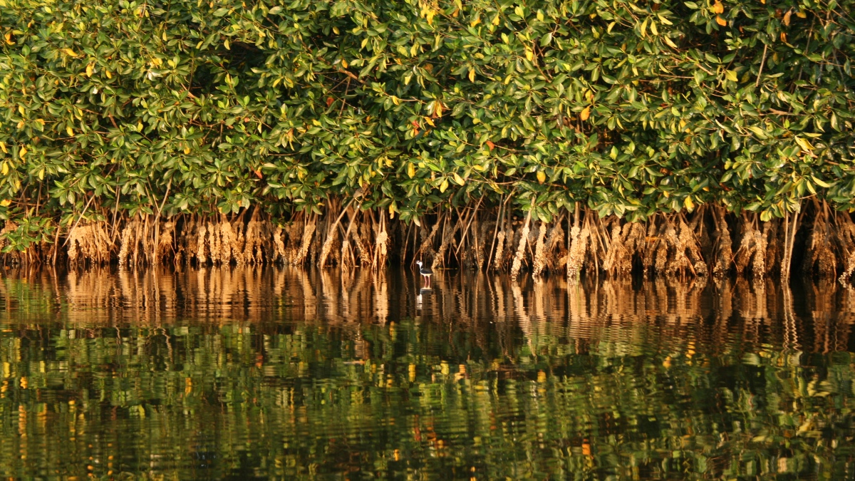 Con festival promueven protección de manglares en Baja California Sur