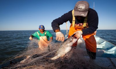 Llaman a redoblar esfuerzos para fortalecer la pesca en Sinaloa