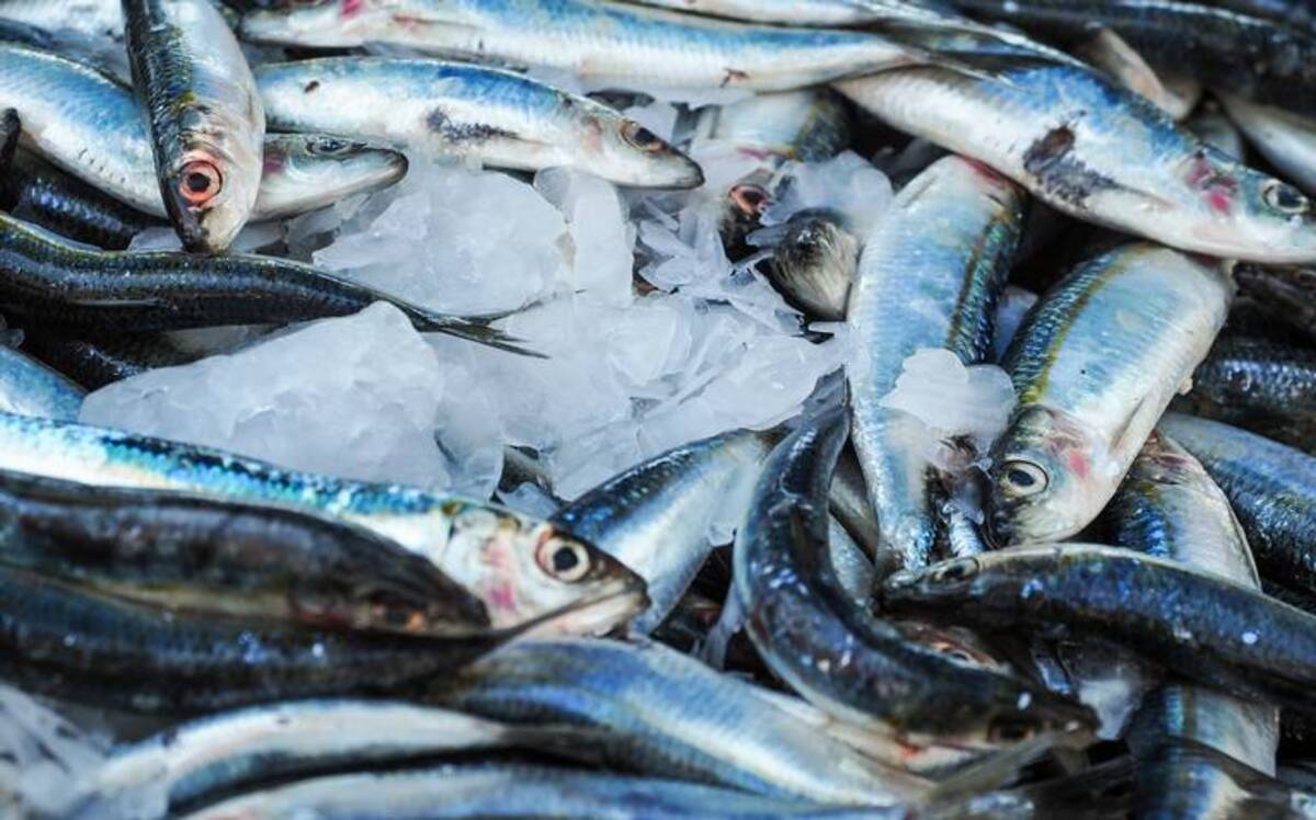 ¿Conoces la crueldad de la industria pesquera y sus consecuencias?