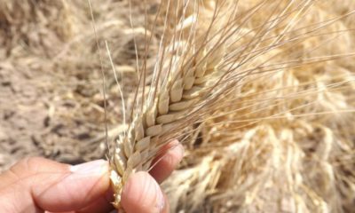 Como hombre de origen campesino actuaremos en beneficio de todos los productores de trigo: Ricardo Monreal