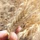 Como hombre de origen campesino actuaremos en beneficio de todos los productores de trigo: Ricardo Monreal