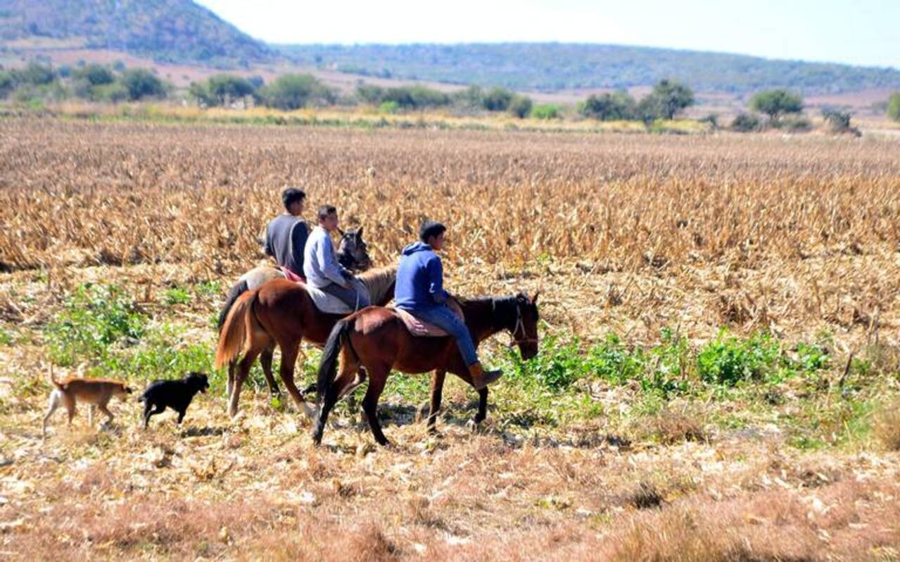 Los jóvenes de Guanajuato sin interés por trabajar y vivir del campo