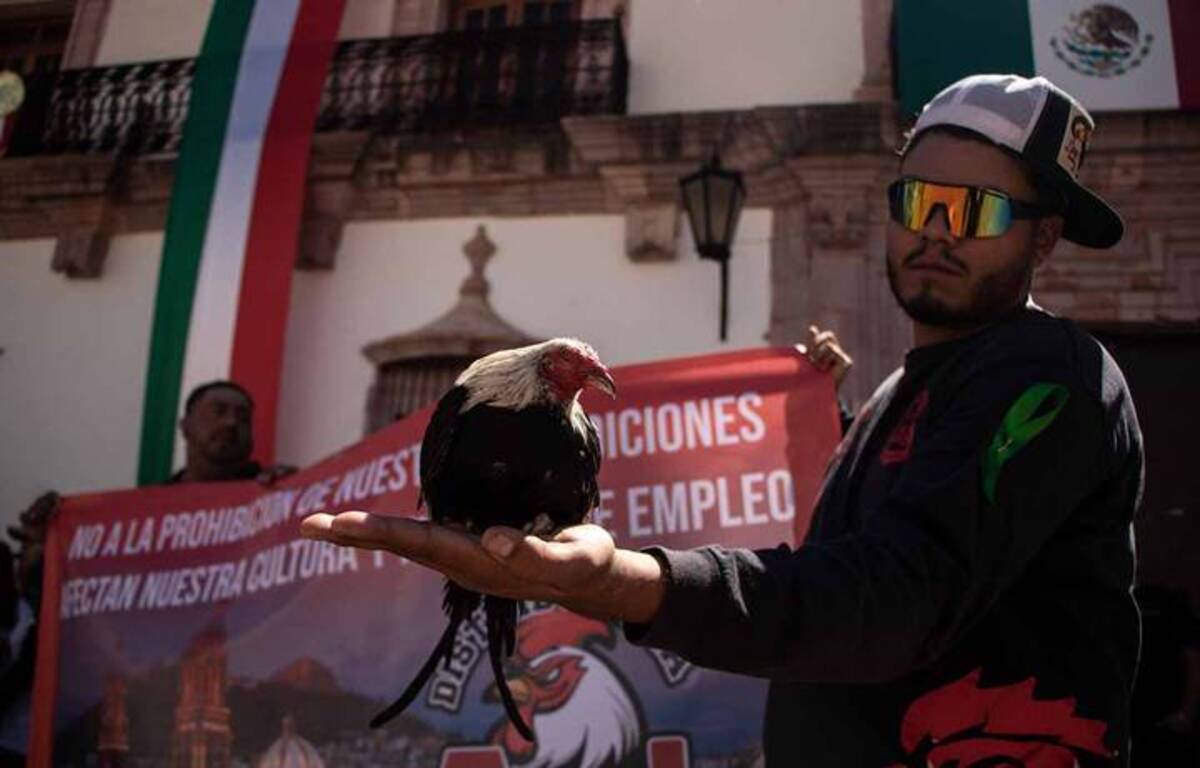 Las peleas de gallos generan cientos de empleos en Tlaxcala
