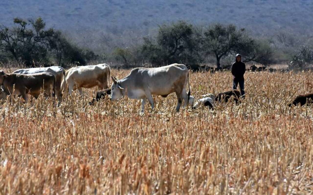 El robo de cabezas de ganado no ha bajado en Guanajuato: CEAG