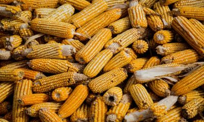 Agricultores de Sinaloa valoran crear una bolsa de valores de granos para México