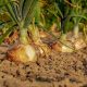 Agricultura certifica a productores en Chihuahua para ser considerados proveedores confiables de cebolla