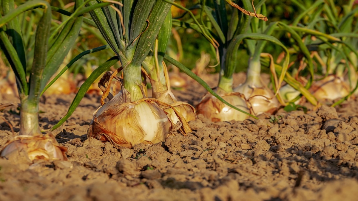 Agricultura certifica a productores en Chihuahua para ser considerados proveedores confiables de cebolla