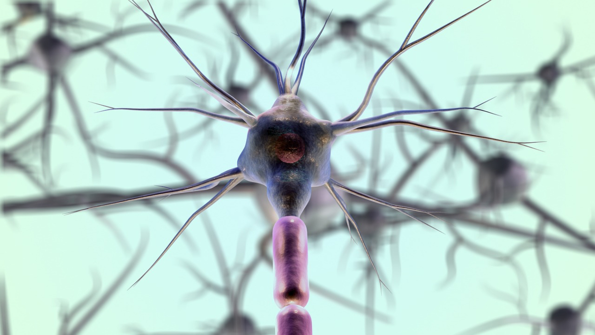 Neurofitness: Entrenar el cerebro creando nuevas rutas neuronales