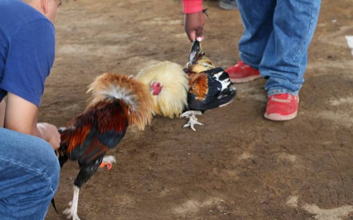 Las peleas de gallos, ¿patrimonio cultural o violencia animal?