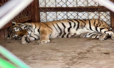 Tigres, pumas, osos y más, descubre los animales que viven en la Granja del Carmen