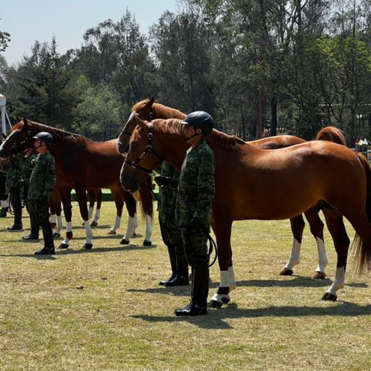 Certificarán la pureza de los caballos del criadero militar de Santa Gertrudis (Chihuahua)