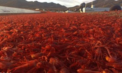 Miles de langostillas rojas aparecen varadas en Isla Magdalena (Baja California Sur)