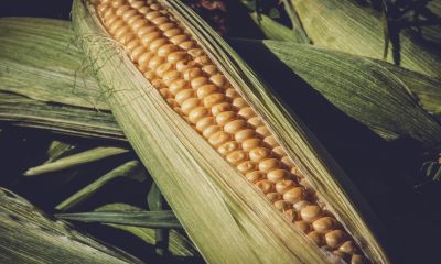 Agricultores invierten 55 mil pesos por hectárea para cosechar maíz en Sinaloa