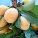 En Mazatlán empiezan los primeros cortes de mango; hay listas mil 500 hectáreas