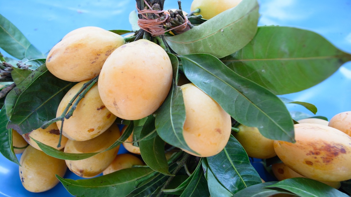 En Mazatlán empiezan los primeros cortes de mango; hay listas mil 500 hectáreas