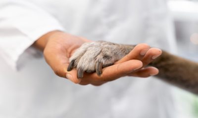 Cuida a tu mascota: Cuatro razones para llevarla al veterinario y prevenir enfermedades