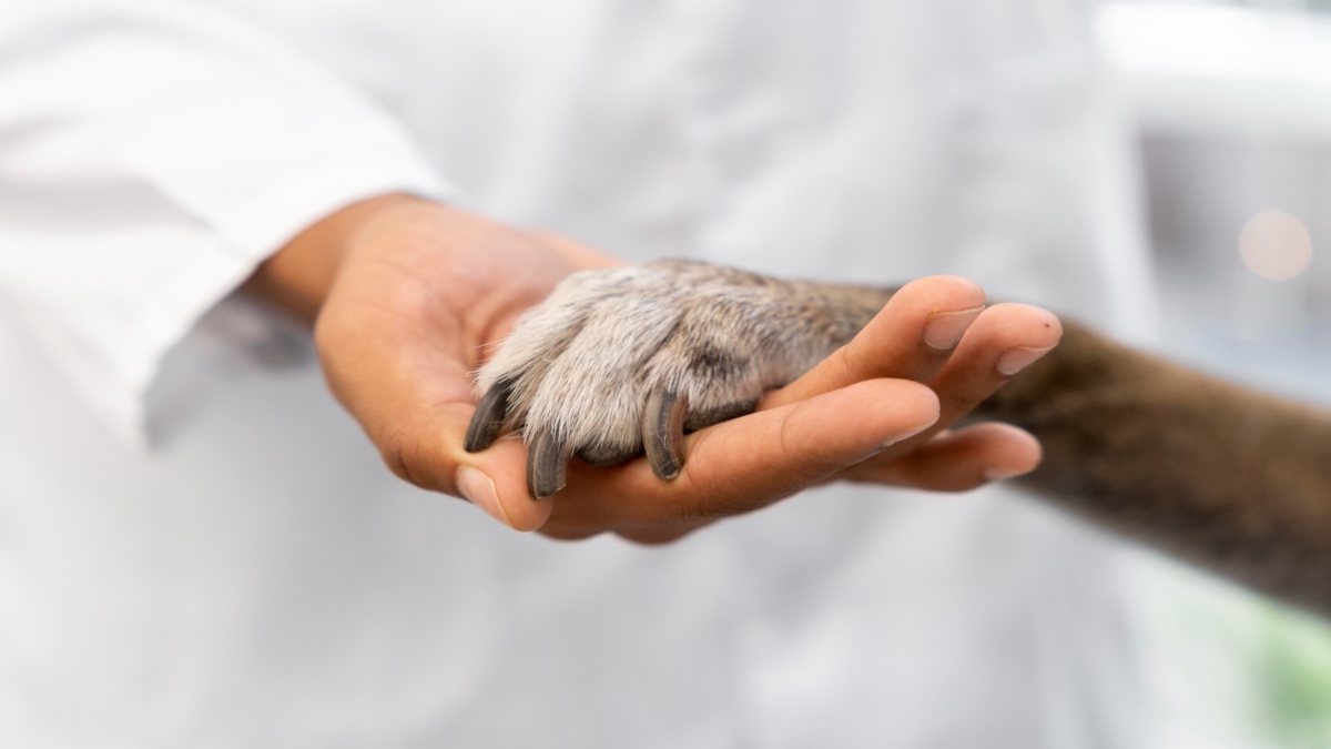 Cuida a tu mascota: Cuatro razones para llevarla al veterinario y prevenir enfermedades