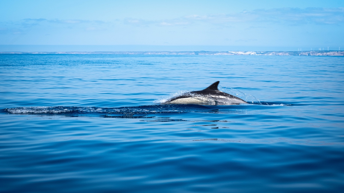 La orca White Gladis que ataca barcos antes fue maltratada por humanos
