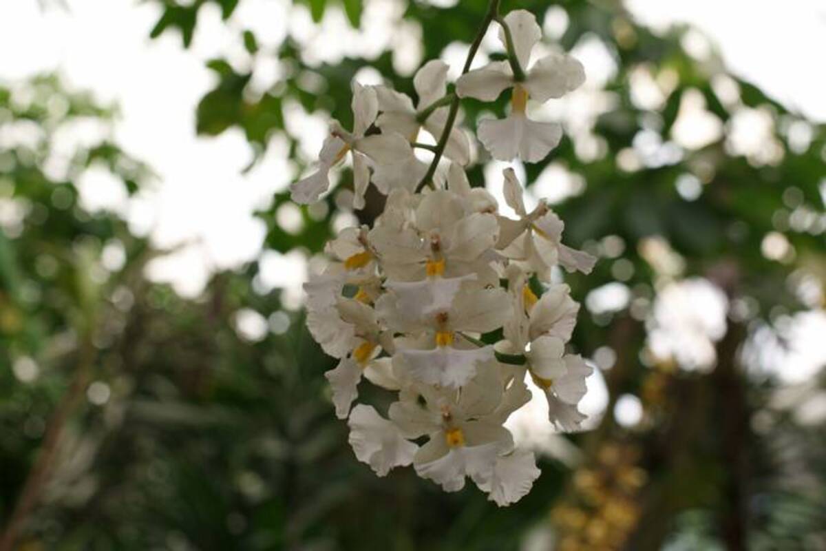 El Orquidario de Morelia cumple 43 años de cultivar la enigmática flor