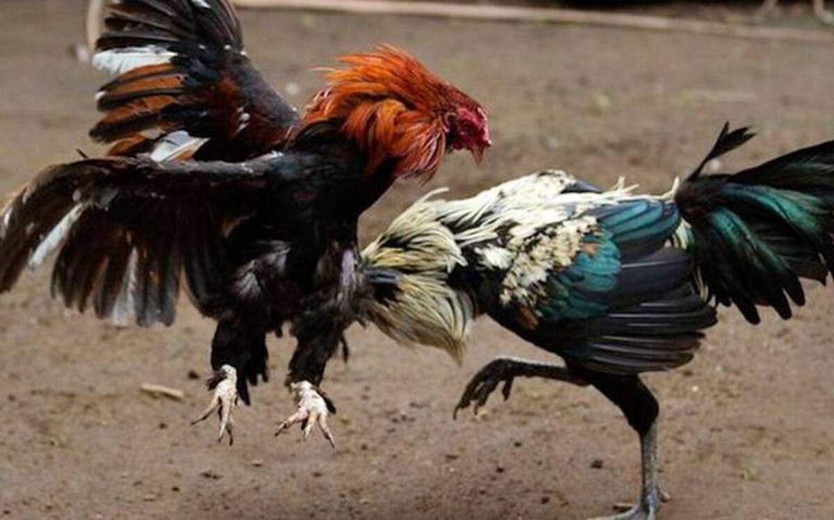 En Hidalgo, las peleas de gallos son Patrimonio Cultural Inmaterial pero de grandes inversiones