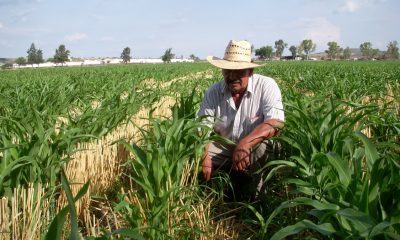 México y Canadá darán más oportunidades a productores de pueblos originarios, garantizando la seguridad alimentaria