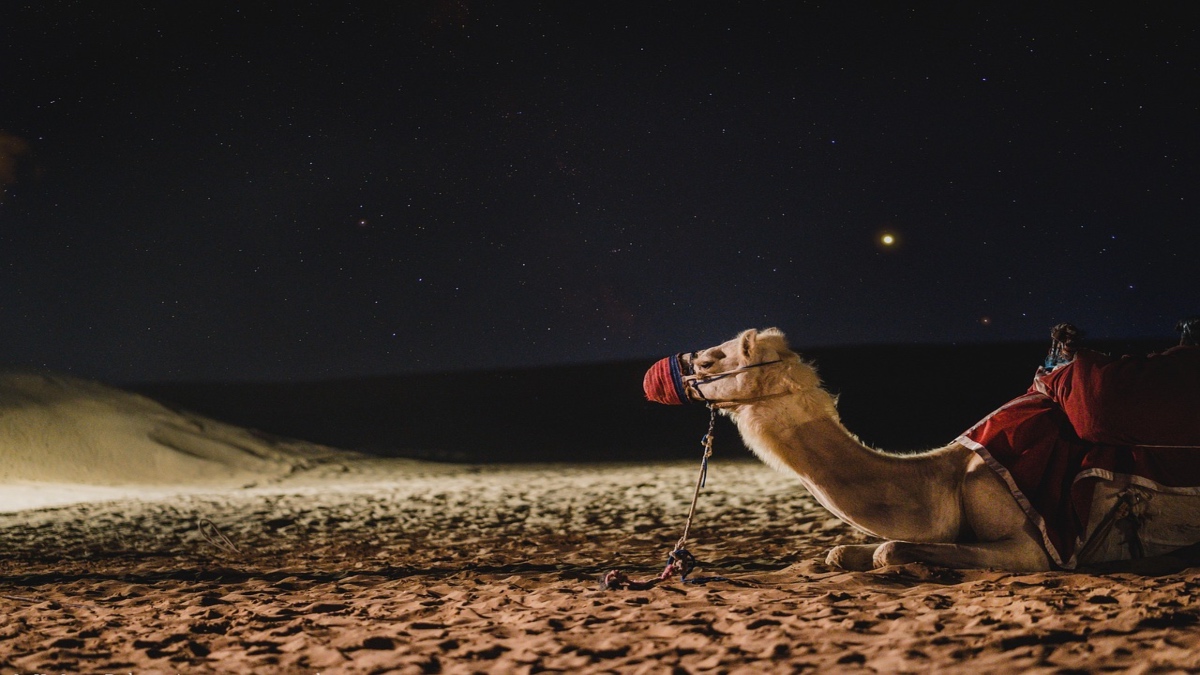 Adaptándose a cualquier tipo de hábitat, la clave de las startups camello para enfrentar las crisis