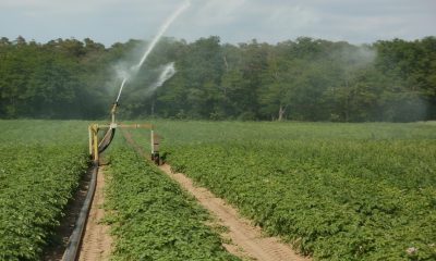 Gobierno de Tijuana negocia con agricultores cesión de agua para solventar demanda