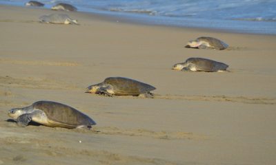Ayuntamiento de Mazatlán rescatará el programa de protección de tortugas marinas