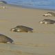 Ayuntamiento de Mazatlán rescatará el programa de protección de tortugas marinas