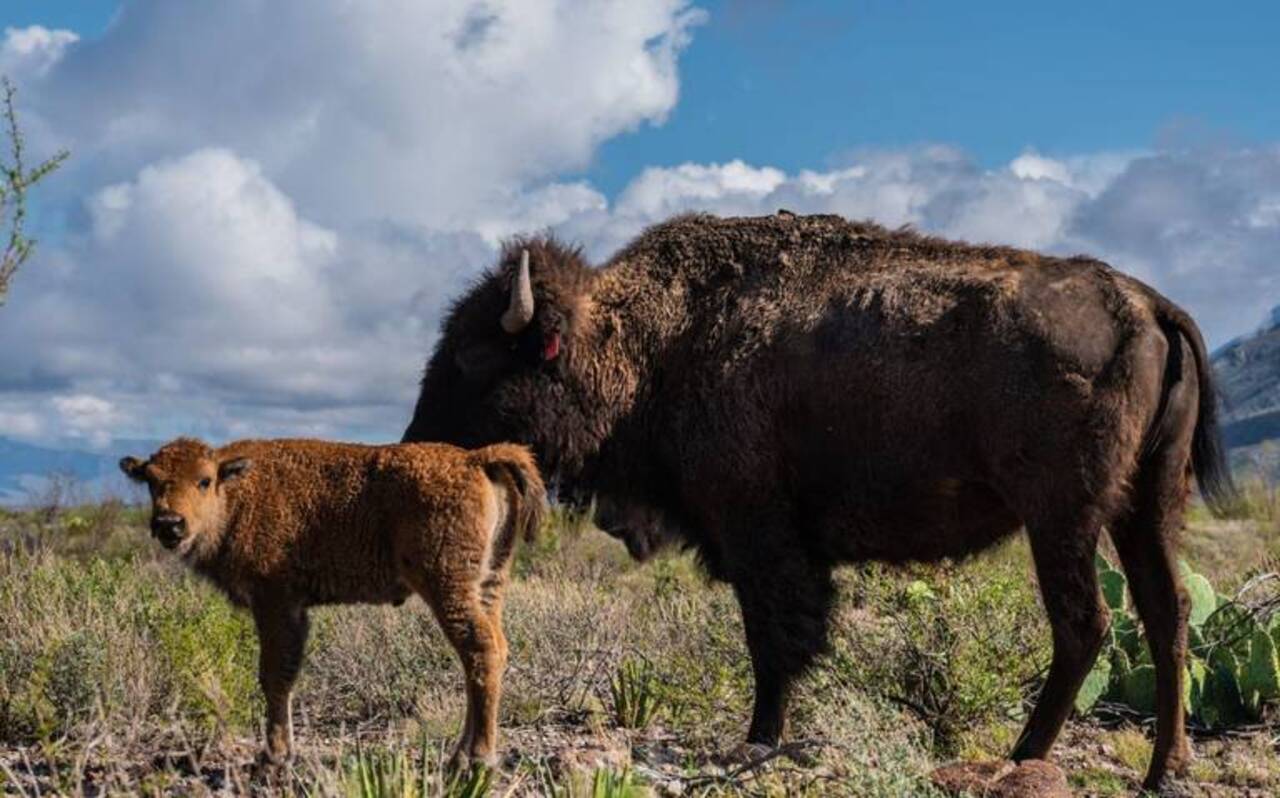 Nacen los primeros bisontes en cautiverio en la reserva natural El Carmen (Coahuila)